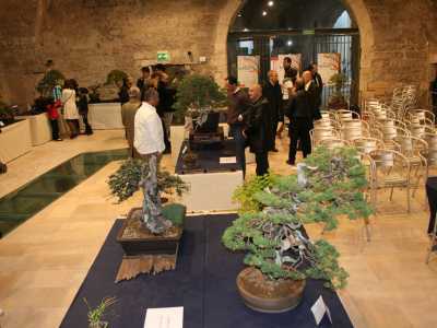 Alcuni dei bonsai esposti durante una mostra del 2013 organizzata dall'associazione (Foto dell'associazione "Bonsai e Dintorni")